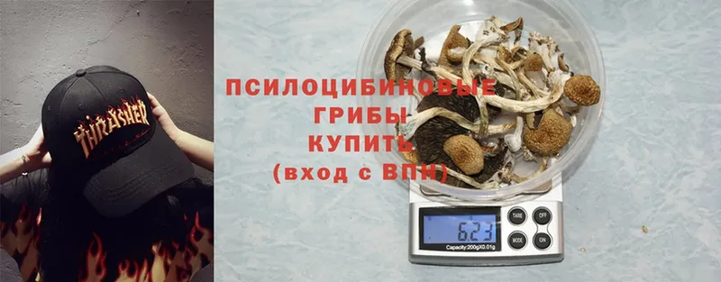 Галлюциногенные грибы Psilocybe  Борзя 